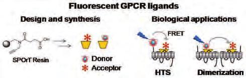 In this context, we have developed synthetic methods to facilitate the access to fluorescent GPCR probes [2] both to accelerate GPCR drug screening and to gain a better understanding of their