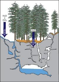 Carbon Cycle *When rainwater mixes with carbon dioxide found in the atmosphere and in our soils, it forms carbonic