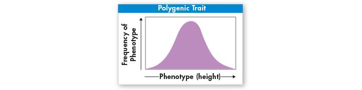 Polygenic Traits Polygenic traits are traits controlled by two or more genes. Each gene of a polygenic trait often has two or more alleles.
