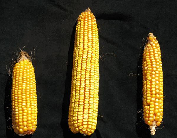 Hybrid Vigour F1 hybrids have increased vigour, yield and fertility because recessive alleles are masked by superior dominant alleles.