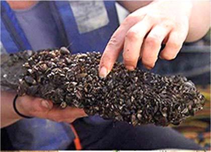 Zebra Mussels and the Hudson River This article is provided courtesy of the American Museum of Natural History.