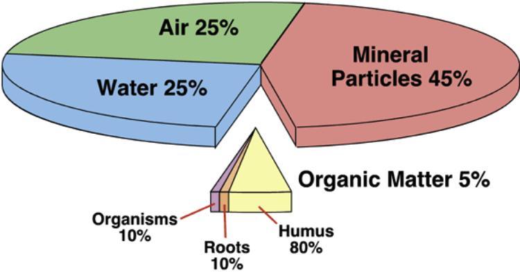 Soil composition About 50% of the soil solid particles 45% - Minerals 5% - Organic matter About 50% of soil