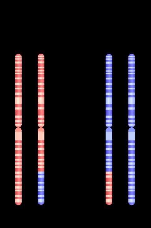 Cells use homologous recombination to accurately repair harmful breaks that occur on both strands of DNA.