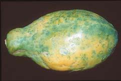 Papaya Ring Spot Virus (PRSV) In 1992 PRSV was discovered in the Puna district of