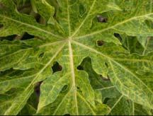 strategies 1) PRSV is efficiently spread plant to plant by ~60 species of aphids,
