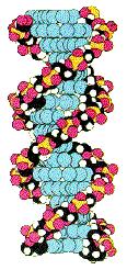 About DNA DNA (Deoxyribonucleic acid) Here you can see some