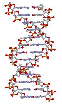 About DNA (c) Marek Obitko, 1998 http://labe.felk.