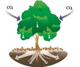 Idling and Climate Change (Cont d) To capture that amount of Carbon we would need to plant 336, 910 trees.