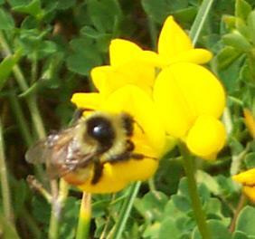 Bees: More then Honey European Honey Bee Apis Mellifera Approx 5 other species of