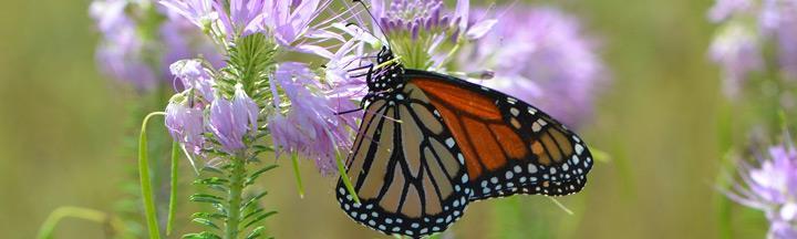 Monarch butterflies rely on milkweed, or Asclepias, as a food source and host plant to reproduce. The once-plentiful milkweed is in serious decline.