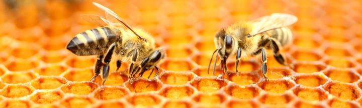 Declining habitats affect honey bees too Up to 40% of America s honey bee colonies