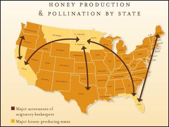 Honey bees need