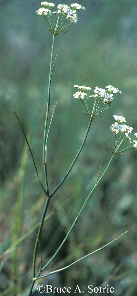 Common Name: CANBY S DROPWORT Scientific Name: Oxypolis canbyi (Coulter & Rose) Fernald Other Commonly Used Names: Canby's cowbane Previously Used Scientific