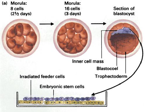 Blastocyst Injection and Embryonic STEM Cells This involves placing the transgene into an embryonic stem cells (ES cells).
