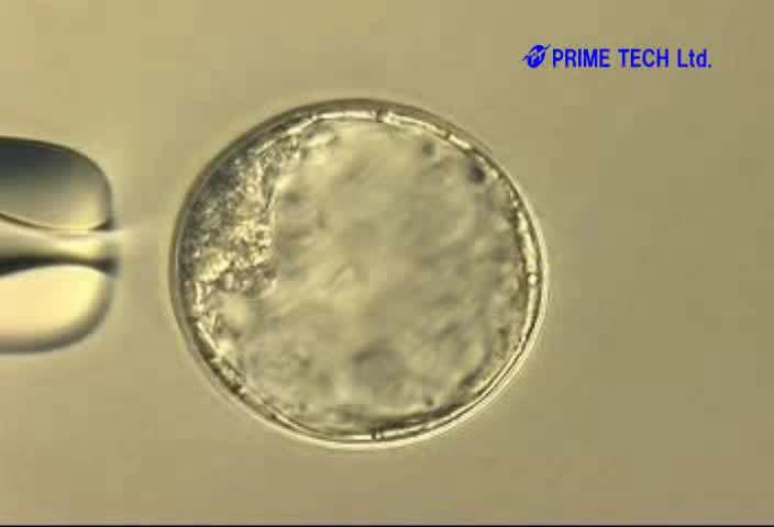 Blastocyst Injection The recombinant embryonic stem cells cells are