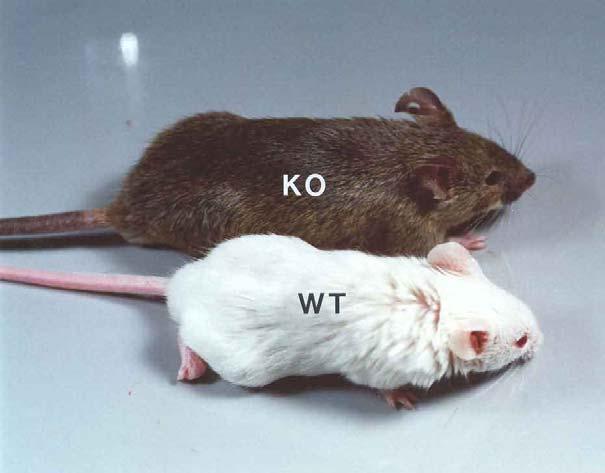 p27 knockout mouse p27 knockout mouse is bigger than the control This is not due to obesity, but the skeletal
