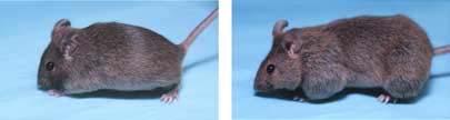 normal knockout GDF8 (Myostatin) knockout mouse Over twice the muscle mass of a wildtype