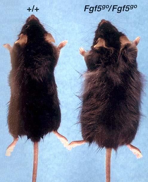 FGF5 knockout mouse has long, angora-like hair