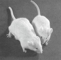 Transgenic Mouse The growth hormone gene has been engineered to be expressed at high levels in animals.