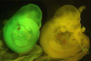 GFP transgenic mouse (Nagy)