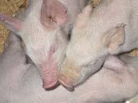 EnviroPig TM Transgenic pigs express phytase in their salivary glands Phytic acid in the pig meal is degraded releasing phosphorus The phosphorus is absorbed by the pig Normally the phytic