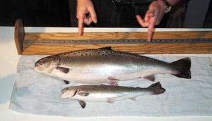 Transgenic Fish Tilapia Salmon/trout Catfish Can grow up to 6 times faster than wildtype fish Most have extra