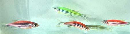 GloFish, originally developed in Singapore as a way to monitor water pollution The normally black-and-silver zebrafish was turned green or red by inserting various versions of the GFP gene Glofish
