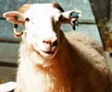 1997, Tracy the sheep, the first transgenic animal to produce a