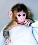 ANDi, the first transgenic primate born in January, 2000 224 unfertilized rhesus eggs
