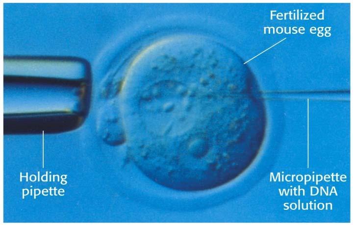Pronuclear Injection The injection into the nuclei of newly fertilized eggs The eggs are harvested from mice (superovulated or natural matings).