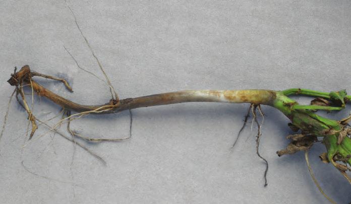However, when it enters the haulm through wounds and natural openings in leaves and stems it can result in above ground blackleg symptoms