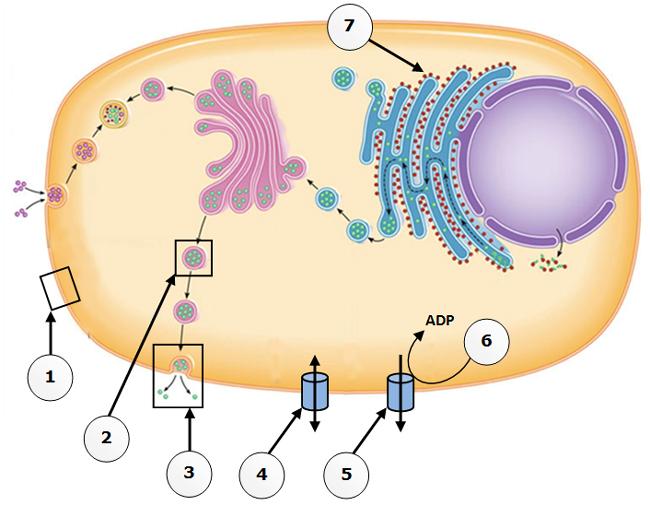 9. The Endomembrane System The Endomembrane System a. Did you identify all of the labeled organelles/processes/structures? b.