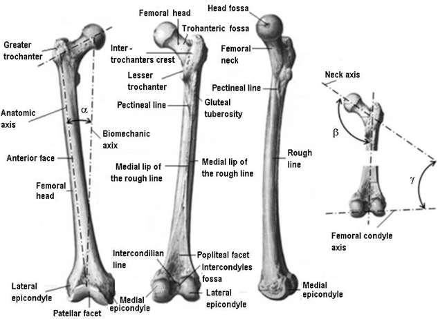 Methods and techniques for bio-system s materials behaviour analysis Leonard Gabriel MITU extremity of the femur (the knee center) forming an angle (anatomic angle of the femur) of 6-9, open upward