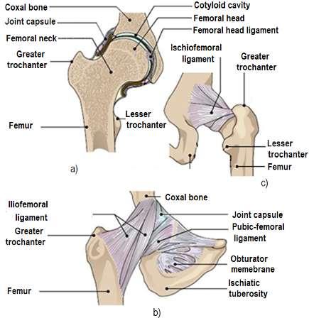 Methods and techniques for bio-system s materials behaviour analysis Leonard Gabriel MITU Due to the femoral neck length and to the inclination angle (fig. 4.