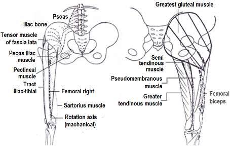 The movement of flexion is achieved mechanically by strong muscles (Figure 4.19) which link the femur, with different application points of force.