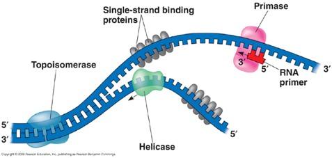 DNA REPLICATION STEP ONE: Separating the DNA Strands Next, SINGLE-STRANDED BINDING