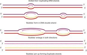 DNA REPLICATION Replication begins in two directions from the origin as a region of the DNA is unwound (always in the 5` to 3` direction).