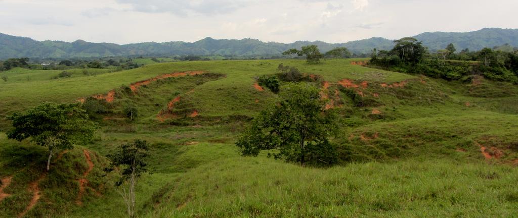 COURSE REPORT Ecological Restoration Strategies for Cattle Ranching Landscapes of the Azuero District of Pedasi, Province of Los Santos November 23-27, 2015 A field course organized by: The