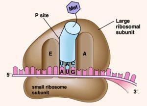Translation: From RNA to Protein Stage 1: Initiation The ribosome binds with mrna at the start codon.