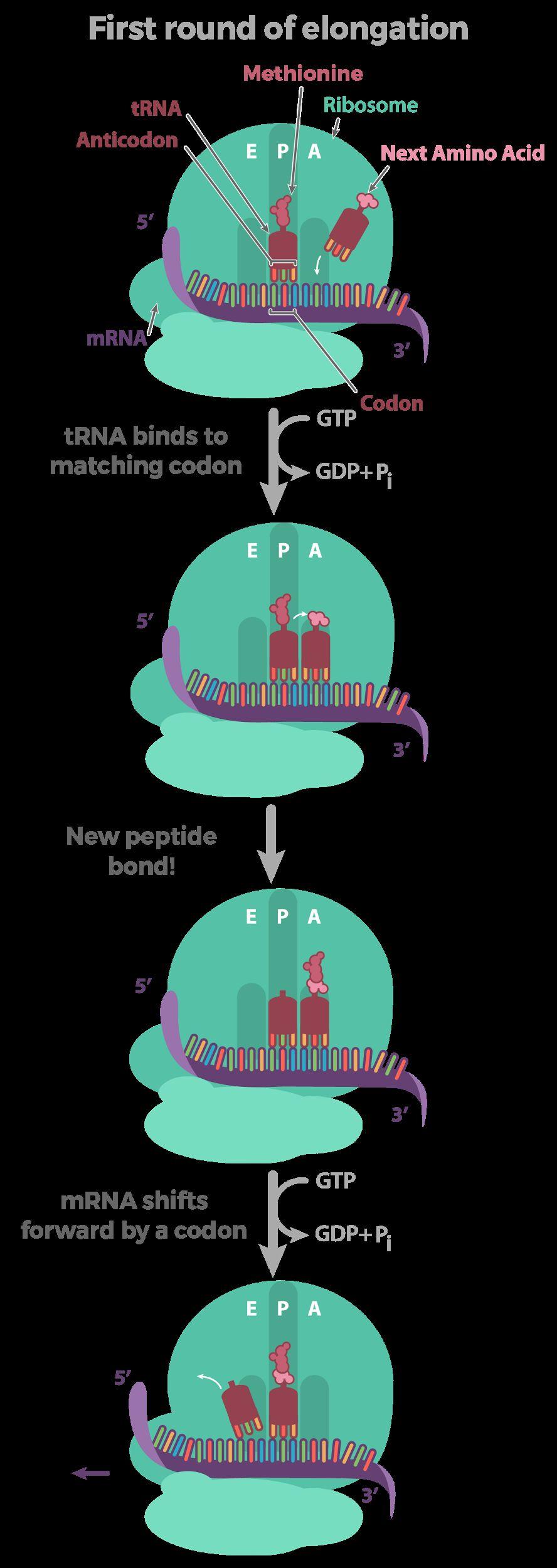 Translation: From RNA to Protein Stage 2: Elongation Amino acids are brought to the ribosome by trna and linked together to form a peptide chain.