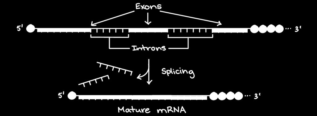 Introns and Exons A key point here is that it's only the exons of a gene that encode a protein.