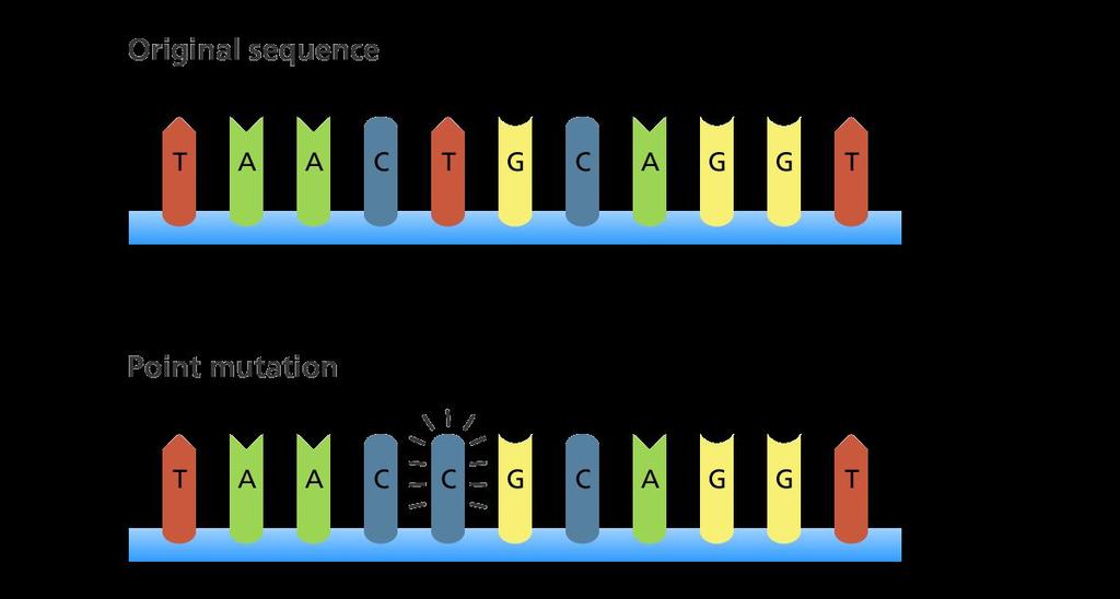 Point Mutations Change in one base of the DNA sequence, the substitution of one nucleotide for another. 1. Silent mutation: the substitution does not affect the amino acid it codes for.