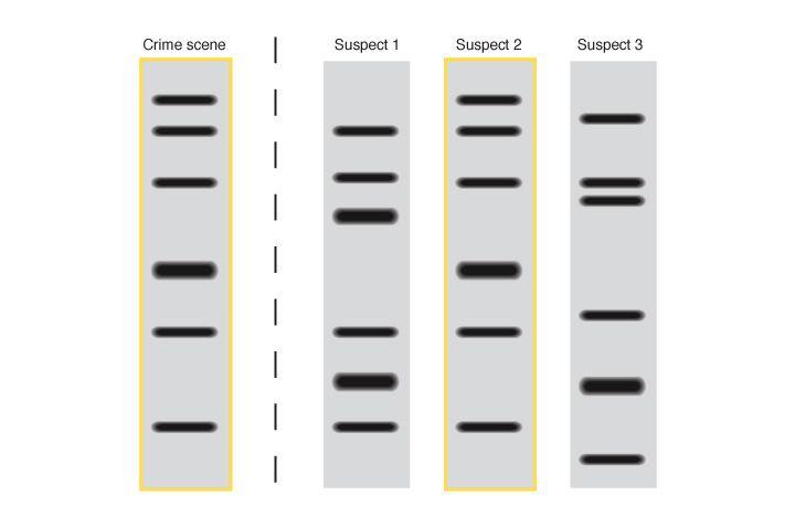 Restriction Enzymes Applications Restriction enzymes are found in bacteria.
