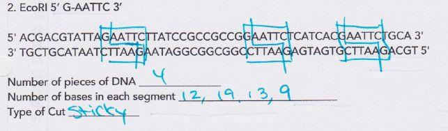 Example of Restriction Enzyme After making the cuts according to the specific restriction enzyme, count the number of DNA pieces.