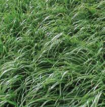 COVER CROP SPECIES PROFILE: Wintergrazer 70 Rye Wintergrazer 70 was selected for wider leaves, increased tillering and greater forage production.