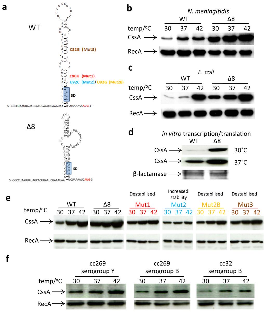 Loh et al. Page 11 Fig. 2. Capsule gene expression is governed by an RNA thermosensor (a) Predicted secondary structure of the css 5 -UTR with two (WT) or one copy of the 8 nt.