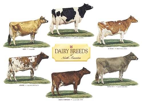 C: List 7 breeds of dairy cattle & their breed characteristics; Holstein: Black and White; Red and