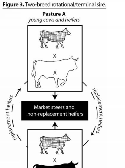 Source: National Beef Cattle Evaluation