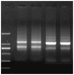 Purification of total RNA from mammalian tissues Highly pure total RNA can be obtained from 5-10 mg of various mouse tissues using the kit (Fig. 2).