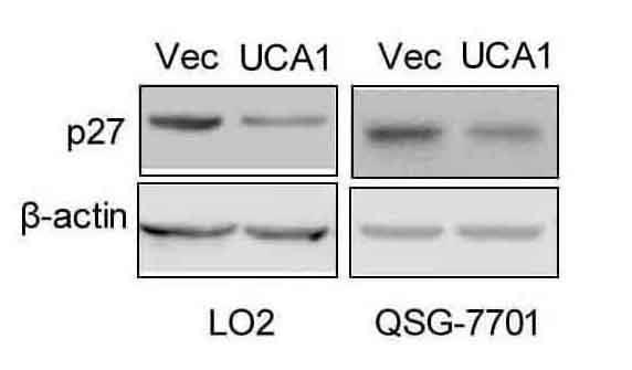 Supplementary Fig. S3, related to Fig. 4. The quantification of the western blot signals are analyzed for Figure 4c.